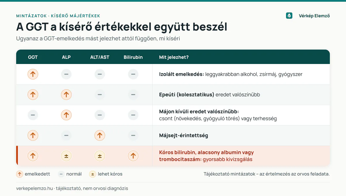 GGT-mintázatok: mit árulnak el a kísérő májértékek? Mintázat-infografika: hogyan módosítja a GGT jelentését az ALP, az ALT/AST, a bilirubin, az albumin és a trombocitaszám együttes eltérése