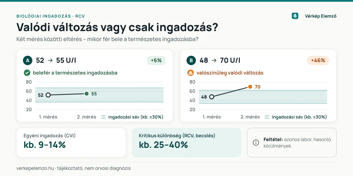 Mekkora GGT-változás valódi két mérés között? Diagram a GGT természetes ingadozásáról: két mérés között a kb. 25–40 százalékon belüli eltérés gyakran csak biológiai és mérési ingadozás, az ennél nagyobb változás valószínűbb valódi