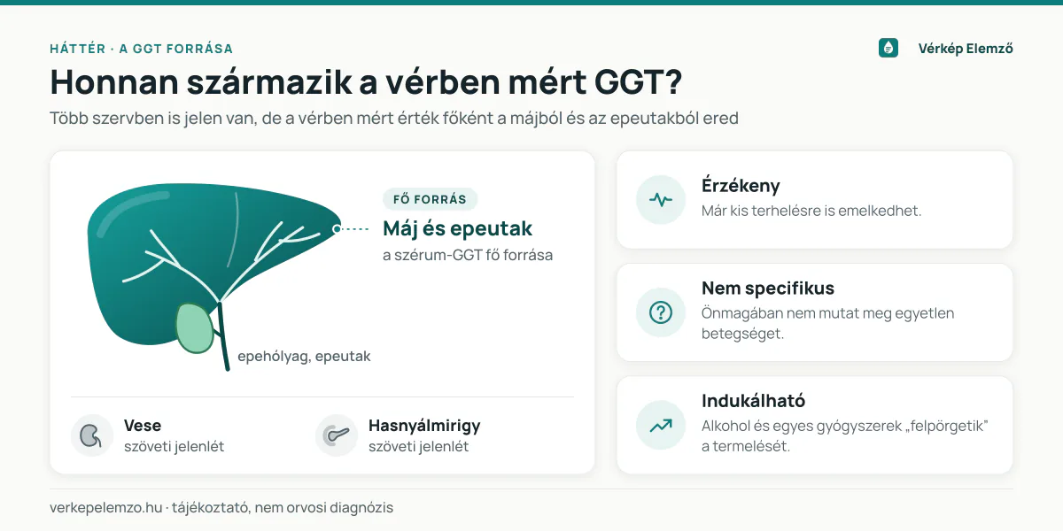 Honnan származik a vérben mért GGT? Sematikus ábra a GGT szöveti előfordulásáról: a vérben mért GGT főként a májból és az epeutakból ered, de a vesében és a hasnyálmirigyben is jelen van