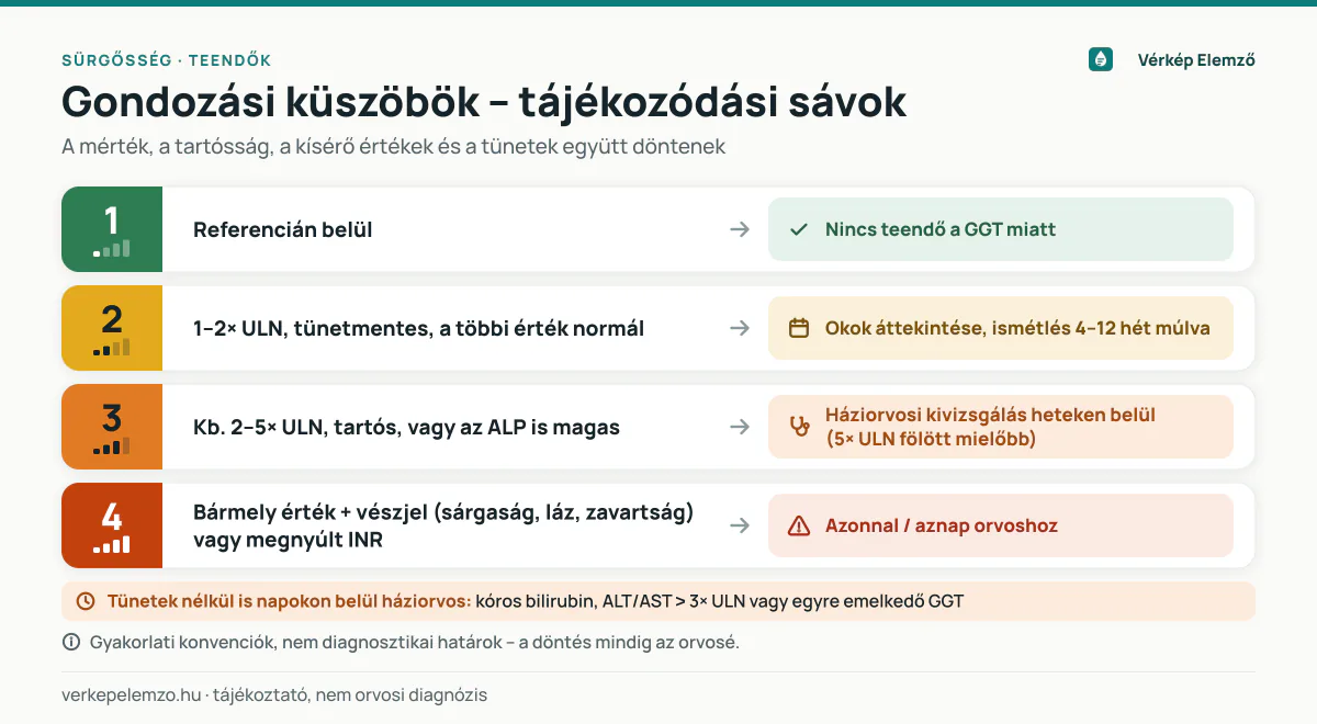 Gondozási küszöbök enyhén emelkedett GGT-nél – tájékozódási sávok Négylépcsős, közlekedési lámpa színű infografika a GGT gondozási küszöbeiről: referencián belül, a felső határ 1–2-szerese tünetmentesen, kb. 2–5-szöröse vagy tartós emelkedés, illetve bármely érték vészjelekkel
