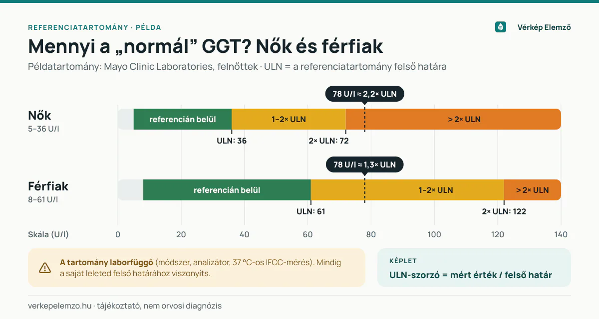 GGT referenciatartomány nőknél és férfiaknál – a felső határ többszörösei Két vízszintes skála a GGT referenciatartományáról: nőknél példaként 5–36 U/l, férfiaknál 8–61 U/l, jelölve a felső határt és annak kétszeresét, valamint egy 78 U/l-es példaérték eltérő jelentését