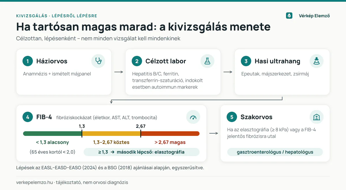Tartósan magas GGT – a kivizsgálás lépései és a FIB-4 küszöbök Ötlépéses folyamatábra a tartósan magas GGT kivizsgálásáról: háziorvos, célzott laborok, hasi ultrahang, FIB-4 (1,3 és 2,67 küszöb), szükség esetén elasztográfia és szakorvos